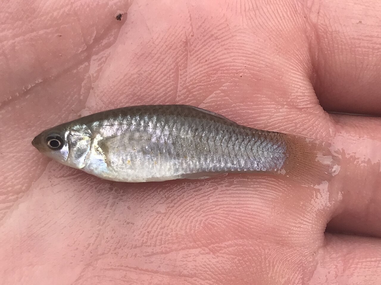 Cover image for 'Milagre' científico: estudo explica como espécie de peixe sobrevive sem machos