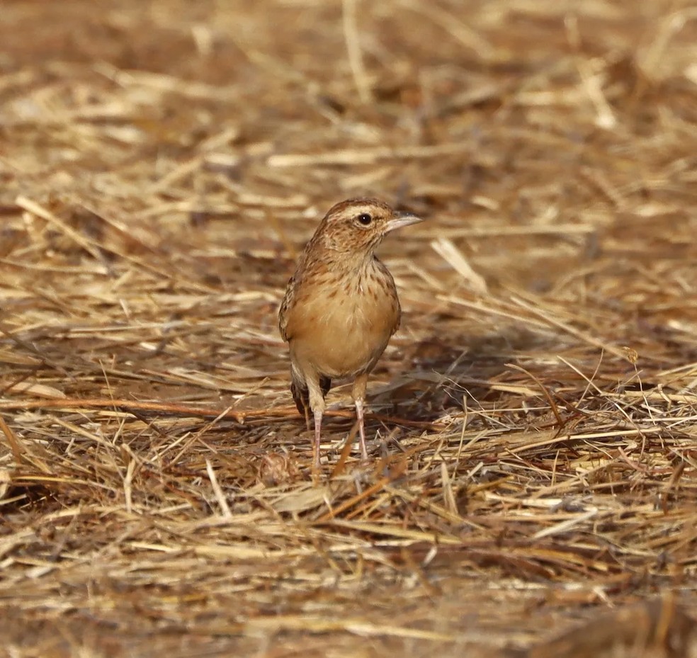 As imagens feitas do animal raro podem servir para estudos futuros que aprofundem conhecimentos sobre a espécie — Foto: Julien Birard, Idriss Dapsia, Pierre Defos du Rau/American Bird Conservancy