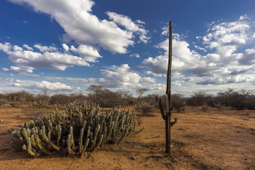 As mudanças climáticas poderão transformar a vegetação da Caatinga, tornando-a mais esparsa e rasteira até 2060
