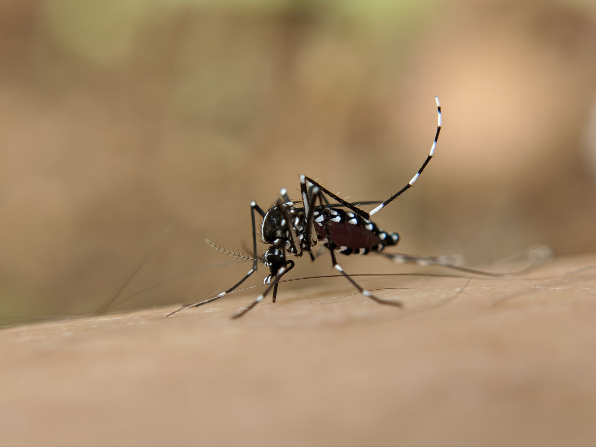 Pessoa com marcas de picadas de mosquito na pele