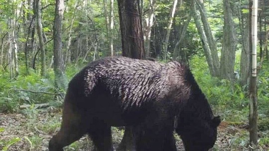 Conheça o "urso ninja" que atacou 66 vacas em 4 anos e teve fim trágico