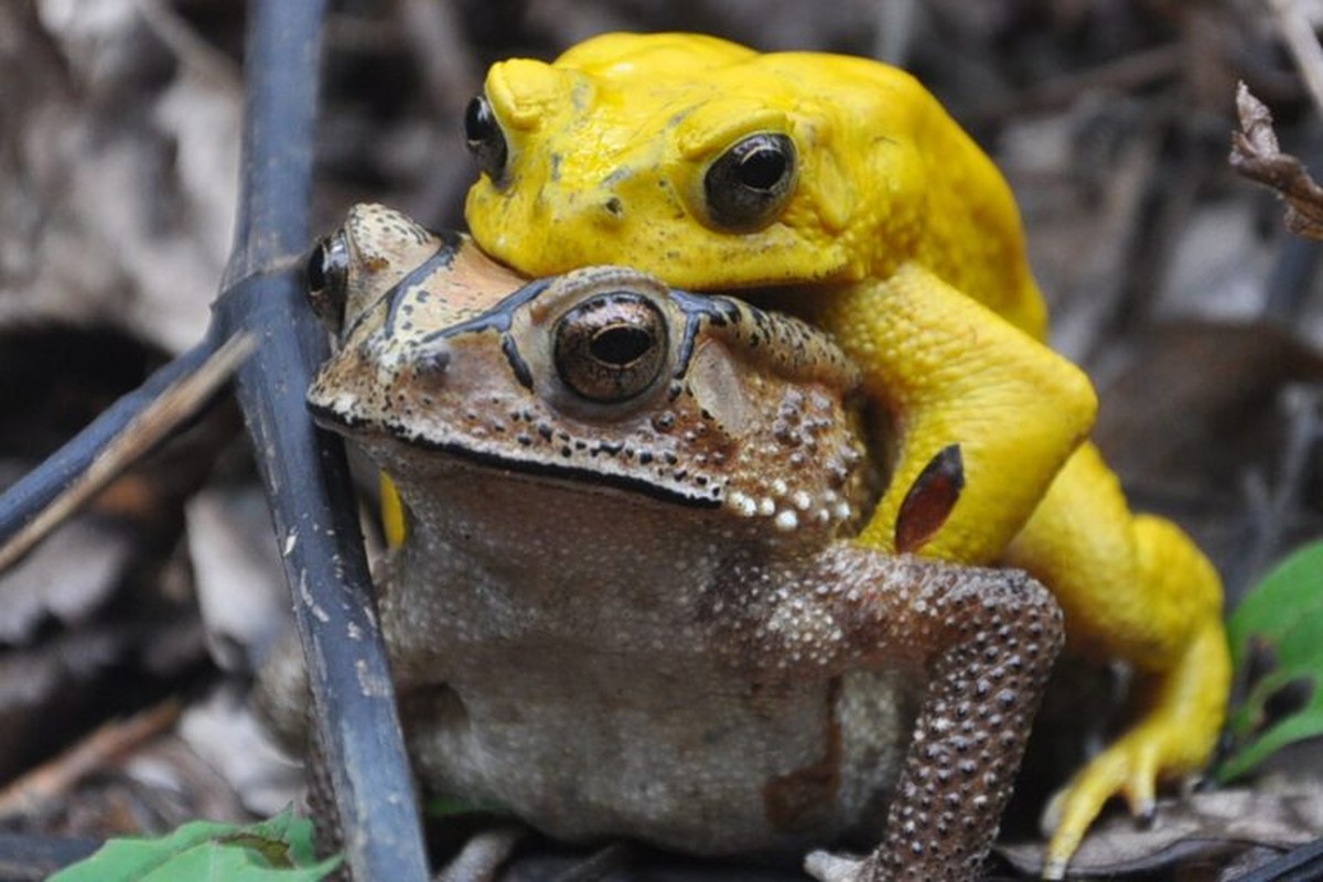 Estes sapos machos se tornam amarelos só dois dias no ano. Estudo explicou por quê