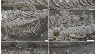 Esqueleto axial pós-cervical de Plesionectes longicollum. (A) Transição cervicodorsal. (B) Vértebras anteriores e médio-dorsais e costelas proximais. (C) Costelas dorsais distais e gastralia. (D) Vértebras caudais sacrais e proximais. (E) Vértebras caudais proximais. (F) Vértebras caudais distais. — Foto: PeerJ