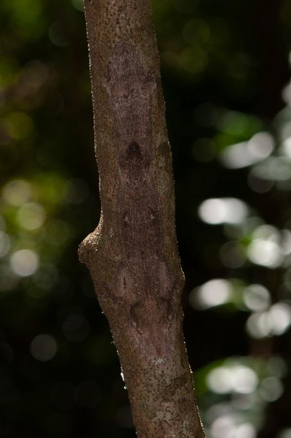 Uroplatus garamaso descansa escondido, de cabeça para baixo nos troncos das árvores, com os membros posteriores estendidos — Foto: Mark D. Scherz, Natural History Museum of Denmark