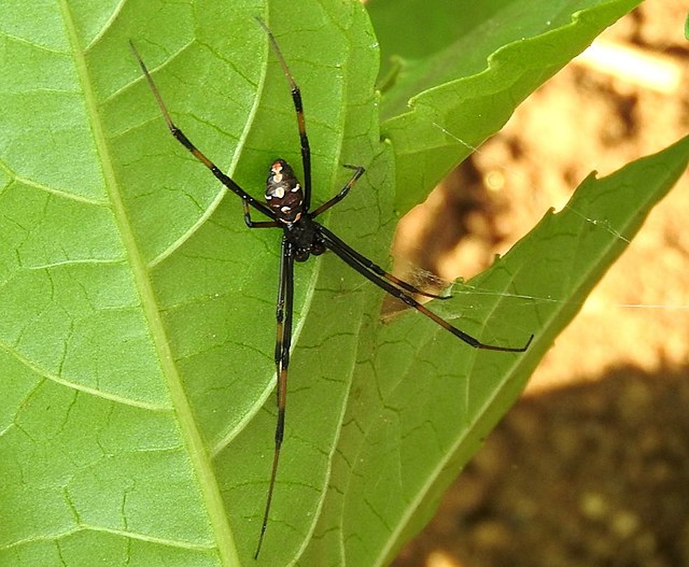 A viúva-negra não tem esse nome à toa... — Foto: Wikimedia Commons