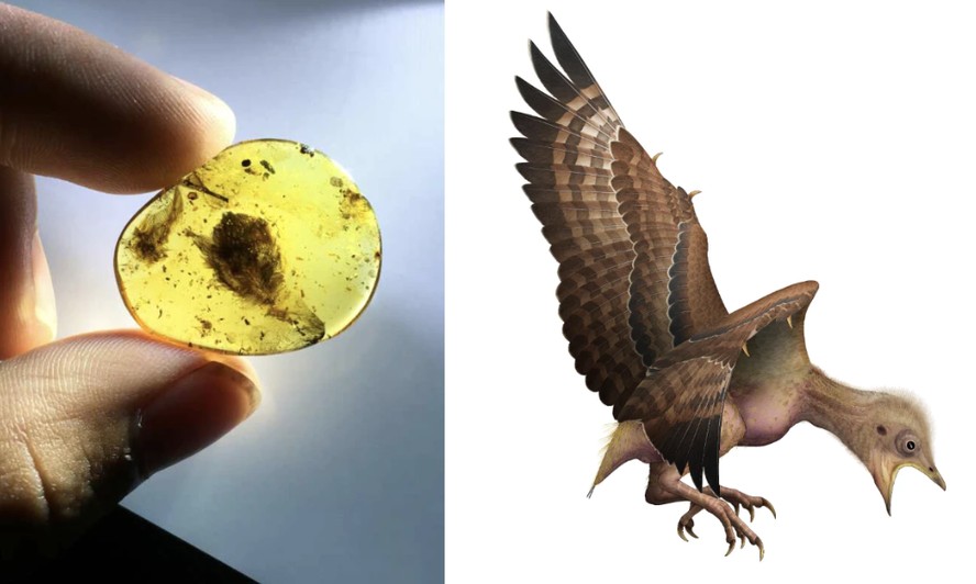 Esquerda: Penas de um filhote de pássaro que viveu 99 milhões de anos atrás, preservadas em âmbar. À direita: Ilustração de como um pássaro Enantiornithine recém-nascido pode ter parecido