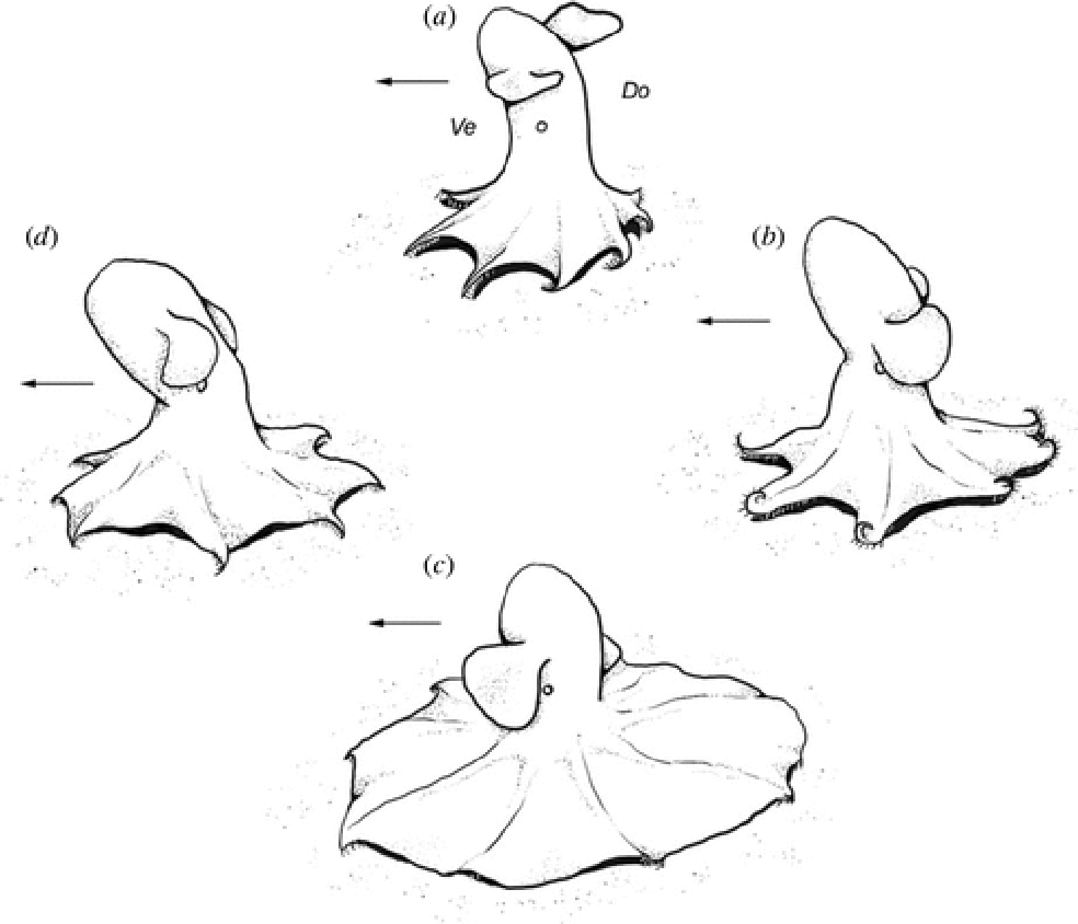 Ilustração dos movimentos dos polvos dumbo ao saltar da parede de água para o solo oceânico — Foto:  A Golikov et al, Proceedings Of The Royal Society B