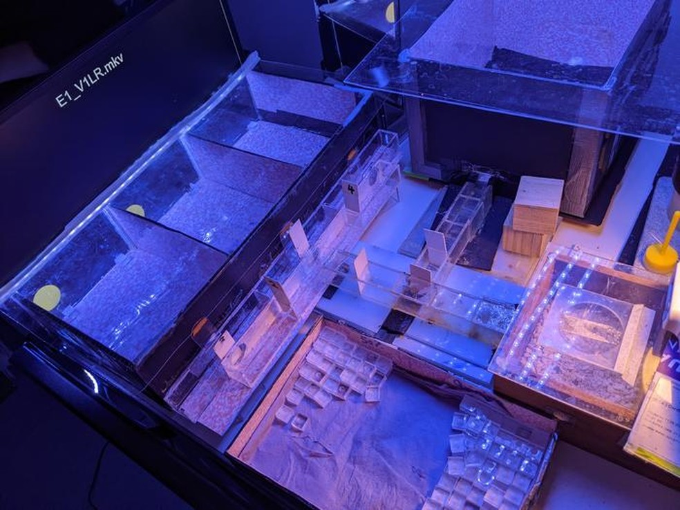  Alex Davidson/Universidade Queen Mary de Londres