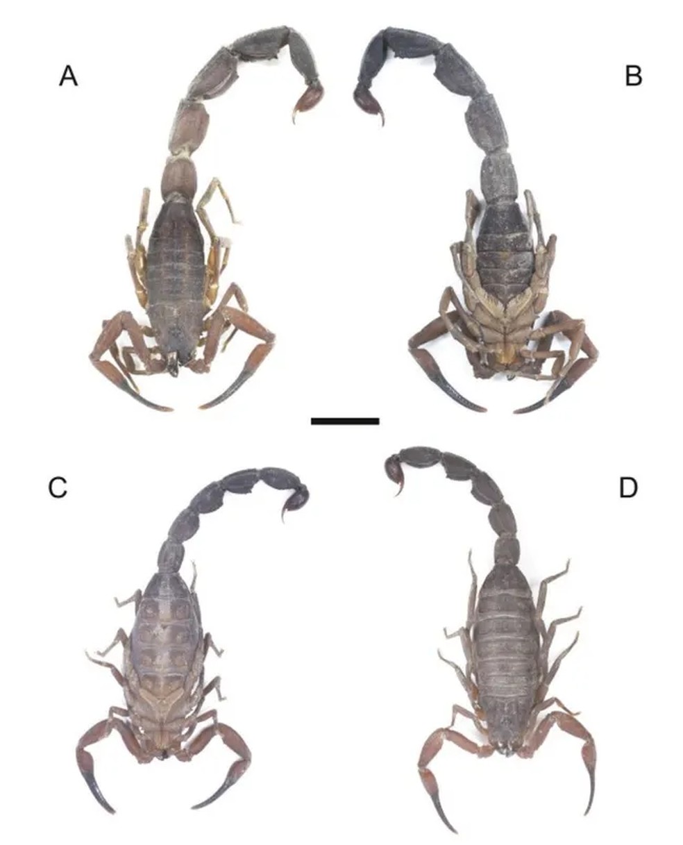 Anatomia do T. achilles — Foto: Léo Laborieux/Zoological Journal of the Linnean Society, 2024