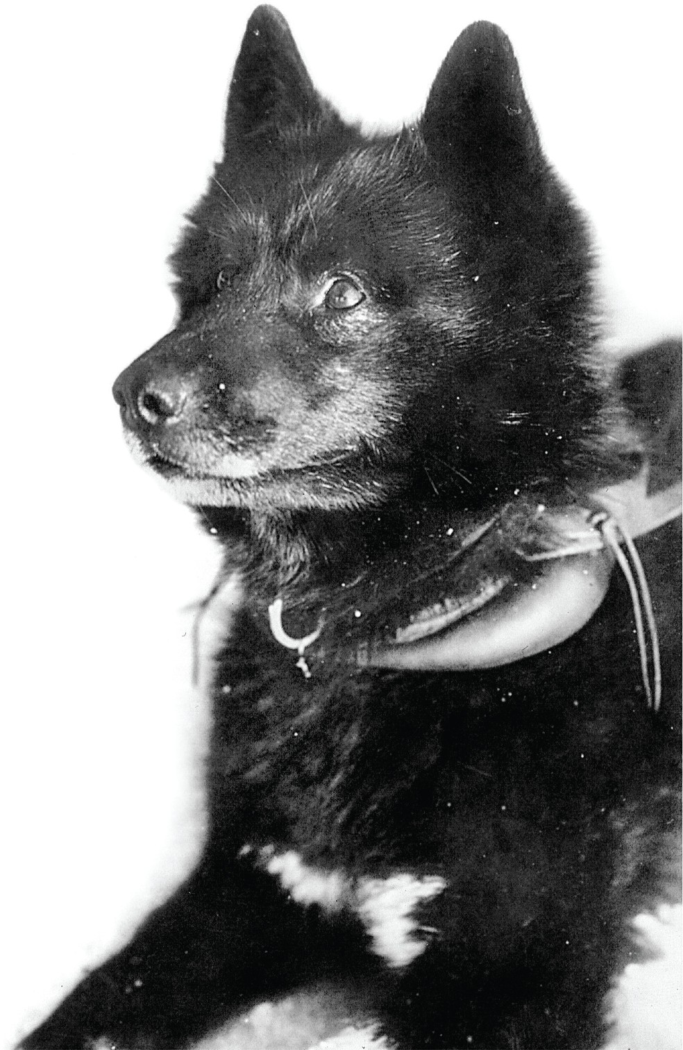 Os 240 mamíferos sequenciados pelo projeto Zoonomia incluem o famoso cão de trenó Balto, que liderou uma equipe de cães na etapa final da corrida para levar um soro salva-vidas para Nome, Alasca, em 1925 — Foto: The Cleveland Museum Of Natural History 