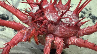 Caranguejo-real com crescimento epibionte (Poecilasma sp.) — Foto: ROV SuBastian/Schmidt Ocean Institute