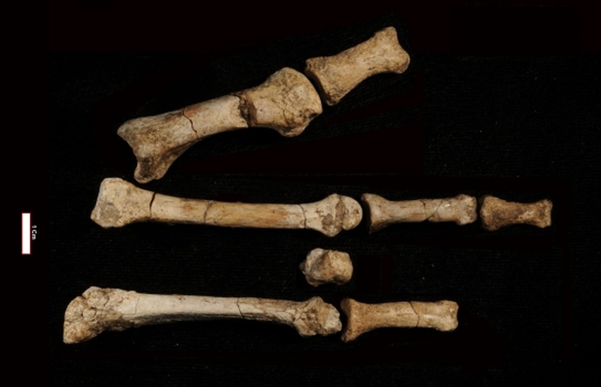Pé de 3,4 milhões de anos revela ancestral humano que conviveu com espécie de Lucy
