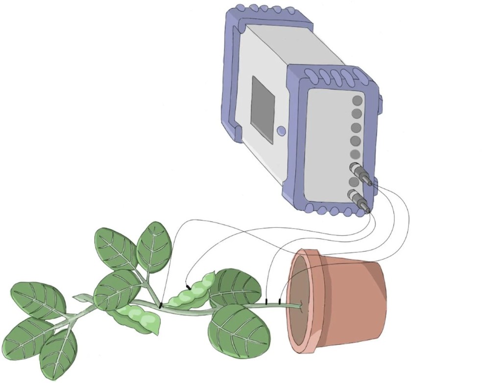 Ao analisar os sinais elétricos com o uso de tecnologia, os cientistas evitaram abordagens mais invasivas que pudessem resultar em danos aos vasos e à própria planta — Foto: Scientific Reports
