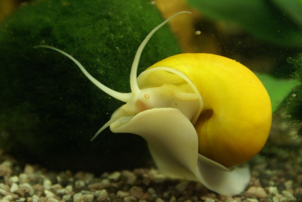 O aruá é um animal que vive em ambientes de água doce e se alimenta de plantas e partes de plantas — Foto: Michael Radtke/Flickr