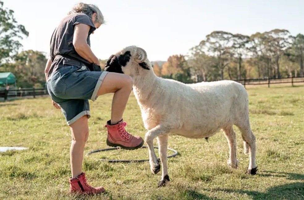 O carneiro Beanie fazendo graça na companhia da cuidadora — Foto: Guinness World Records