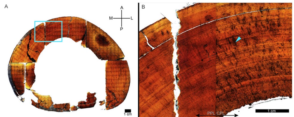 Fatias de ossos dos espécimes foram capazes de ajudar os cientistas a compreender a taxa geral de crescimento dos Tiranossauros — Foto: Dr. Holly Woodward Ballard/PeerJ