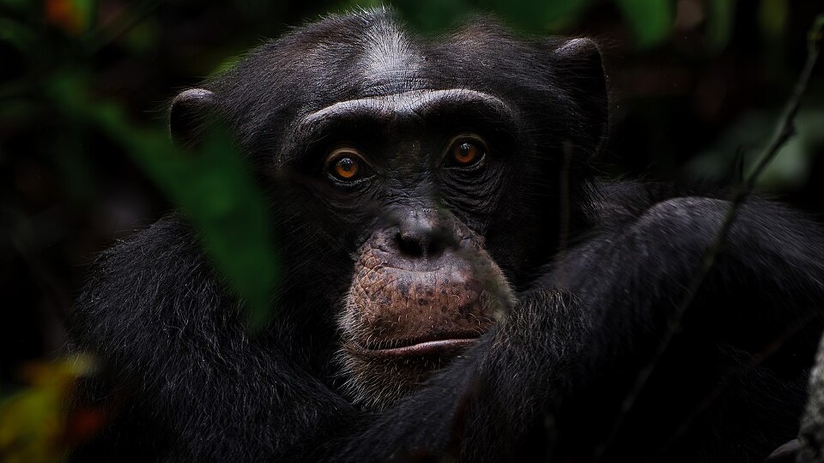 Chimpanzés podem ser pensadores racionais, segundo este estudo; entenda
