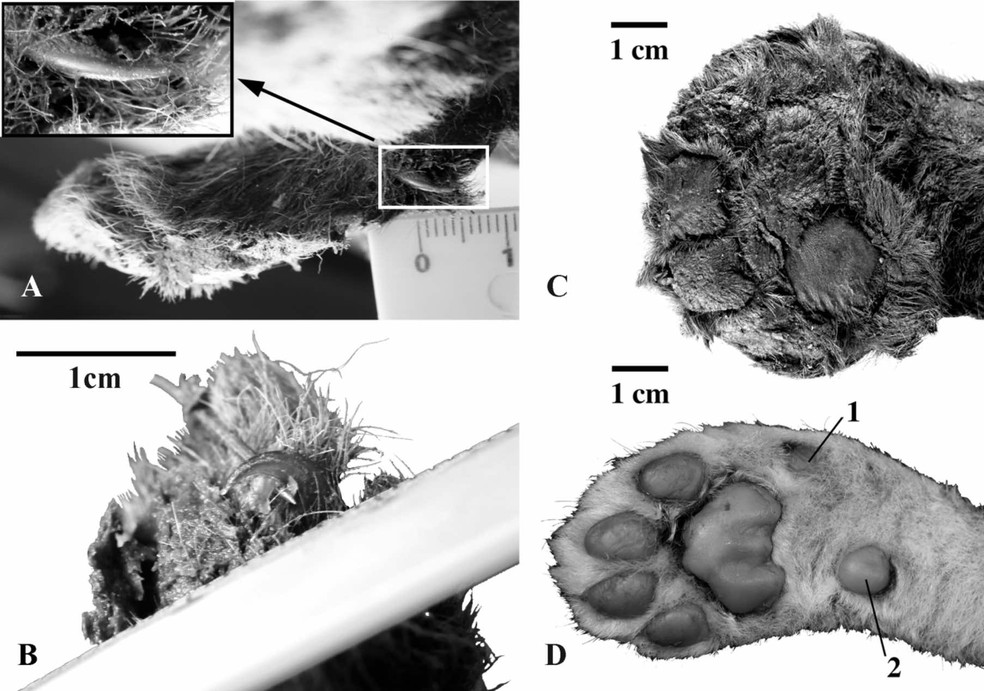 Comparação de pata de tigre-dente-de-sabre (A, B e C) com leão moderno (D) — Foto: Lopatina et al.