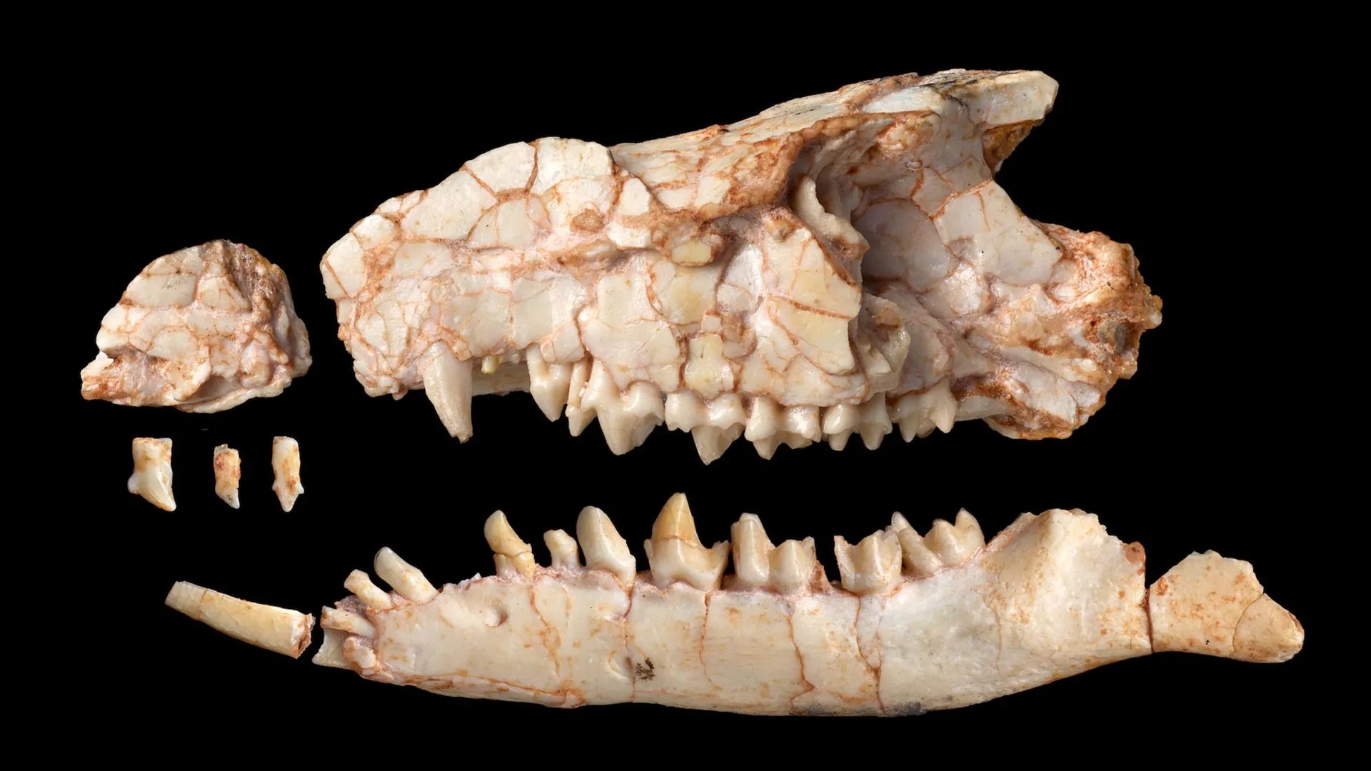 Como este fóssil de animal pré-histórico confundiu cientistas por 40 anos