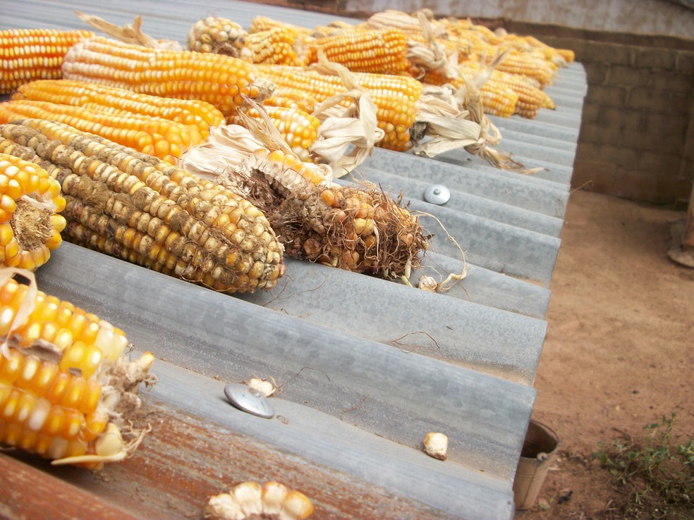 Espigas de milho infectadas e não infectadas secando juntas contaminam toda a colheita — Foto: Joseph Atehnkeng/ Instituto Internacional de Agricultura Tropical