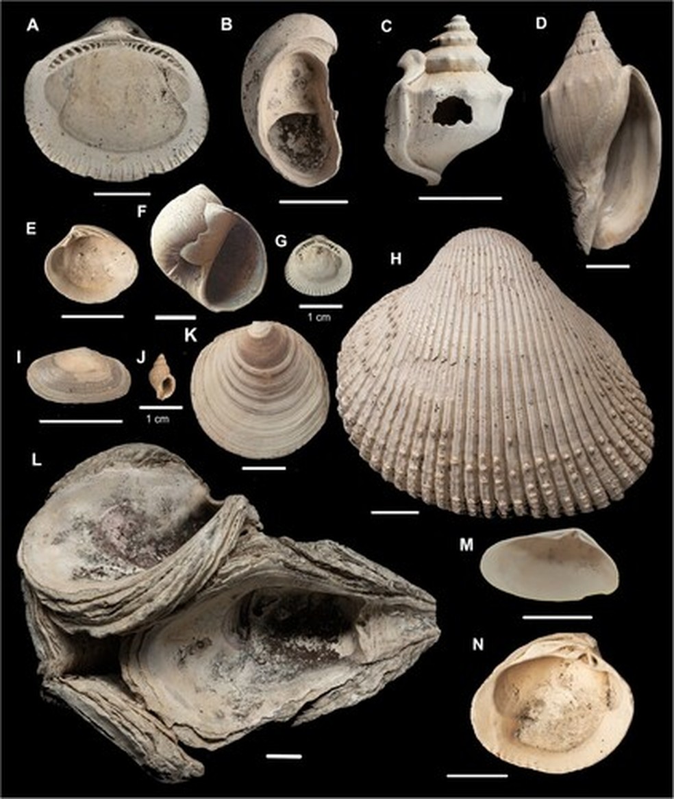 Algumas das espécies mais comuns na fauna fóssil de Māngere Shellbed — Foto: Bruce W. Hayward et al