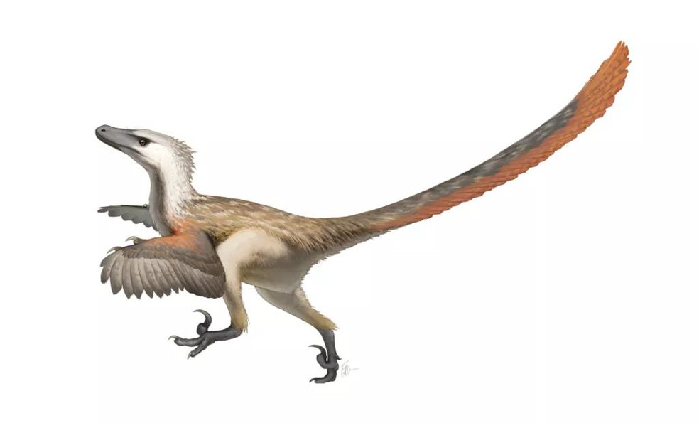 Ilustração do que teria sido um Velociraptor mongoliensis (Foto: Fred Wierum, via Wikimedia Commons) — Foto: Galileu