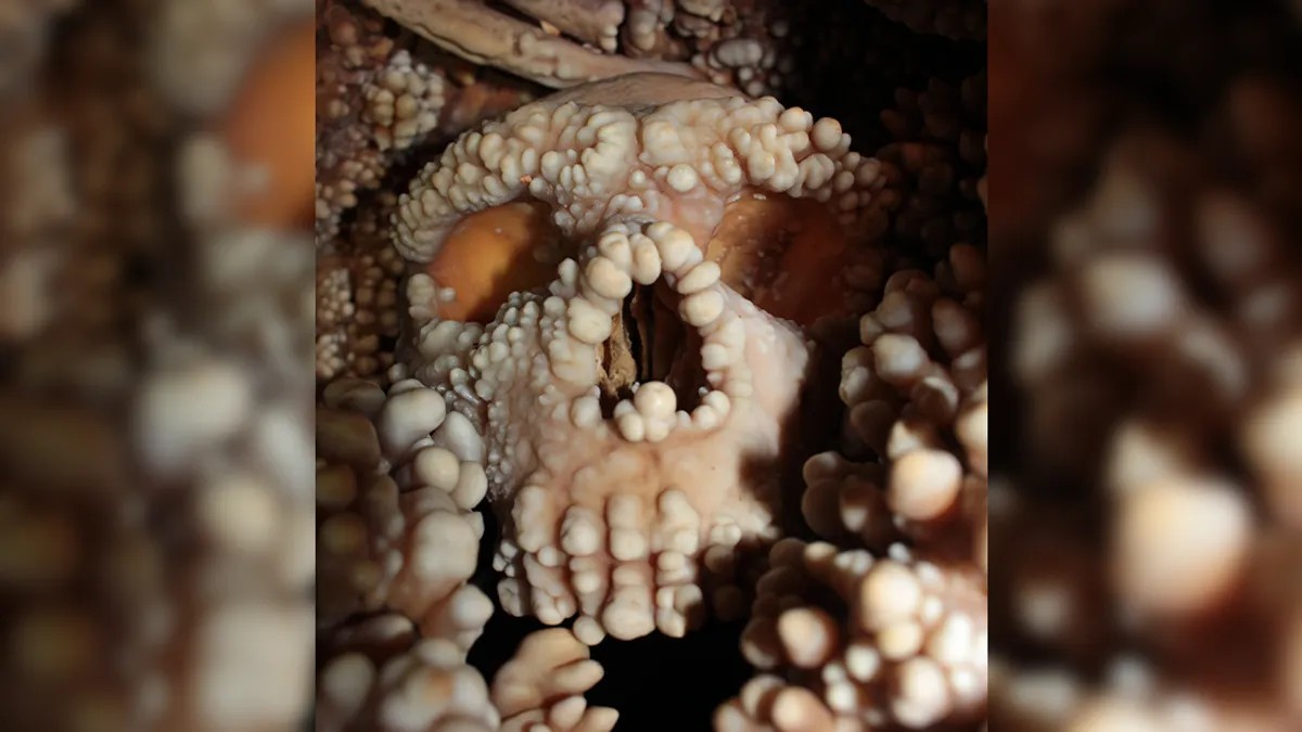 O que revelou a primeira análise da cavidade nasal de um neandertal