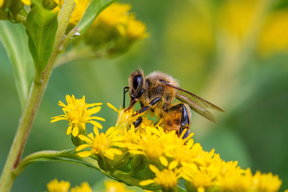 O pólen presente nas flores é um alérgeno influente para espirros, de acordo com o estudo. — Foto: Pexels/ Erik Karits