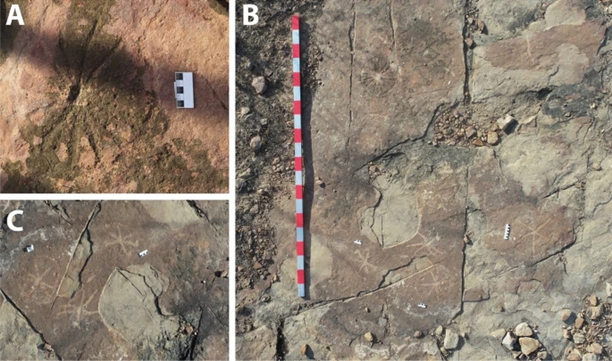 Rock art found next to dinosaur footprints in Paraiba |  Sciences
