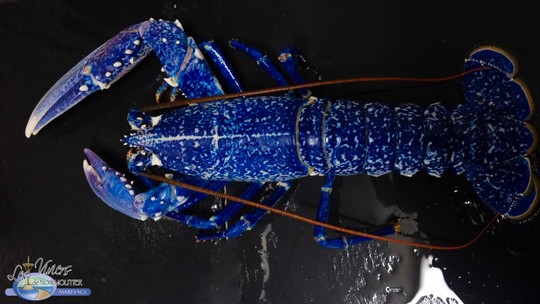 Rara, lagosta azul é poupada de virar comida após ser encontrada na França