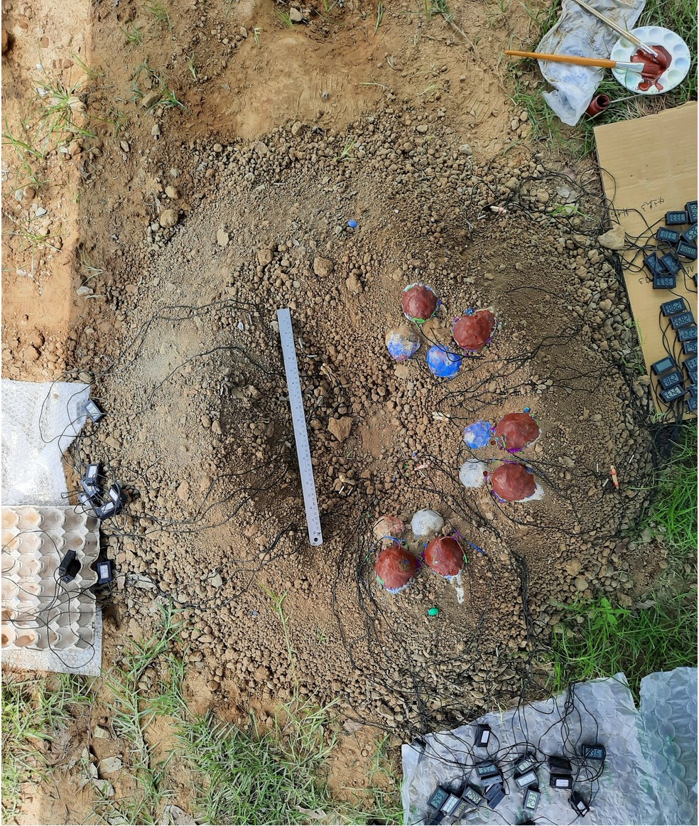 Fotografia do experimento comparativo dos ovos de dinossauro com o das aves atuais — Foto: Chun-Yu Su.