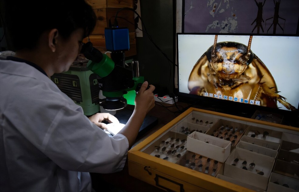 As Filipinas, um país com enorme biodiversidade, possuem cerca de 130 espécies conhecidas de baratas, das quais três quartos não são encontradas em nenhum outro lugar do planeta — Foto: AFP