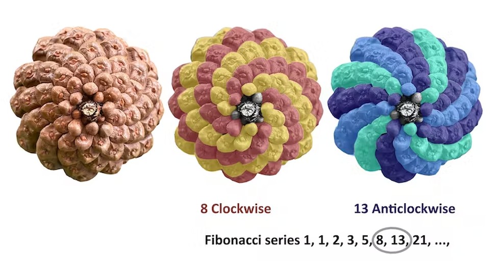 A mesma pinha codificada com cores para mostrar oito espirais no sentido horário e 13 espirais no sentido anti-horário. 8 e 13 são números consecutivos na série de Fibonacci  — Foto: Sandy Hetherington (imagem fornecida pelo autor)