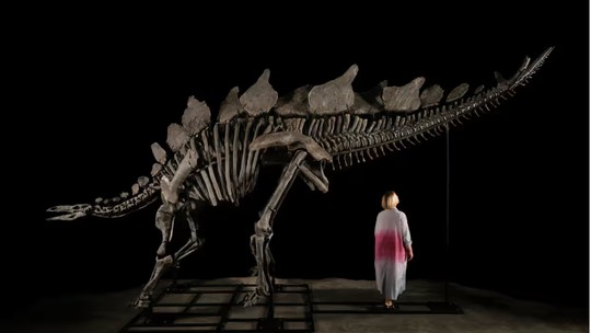 Fóssil quase completo de estegossauro será leiloado por R$ 31,2 milhões
