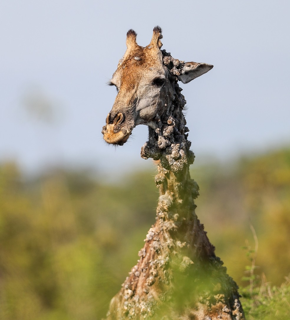 Felizmente, o crescimento verrucoso não parece interferir na capacidade da girafa de se alimentar e é provável que ela viva uma vida normal — Foto: Marius Nortje