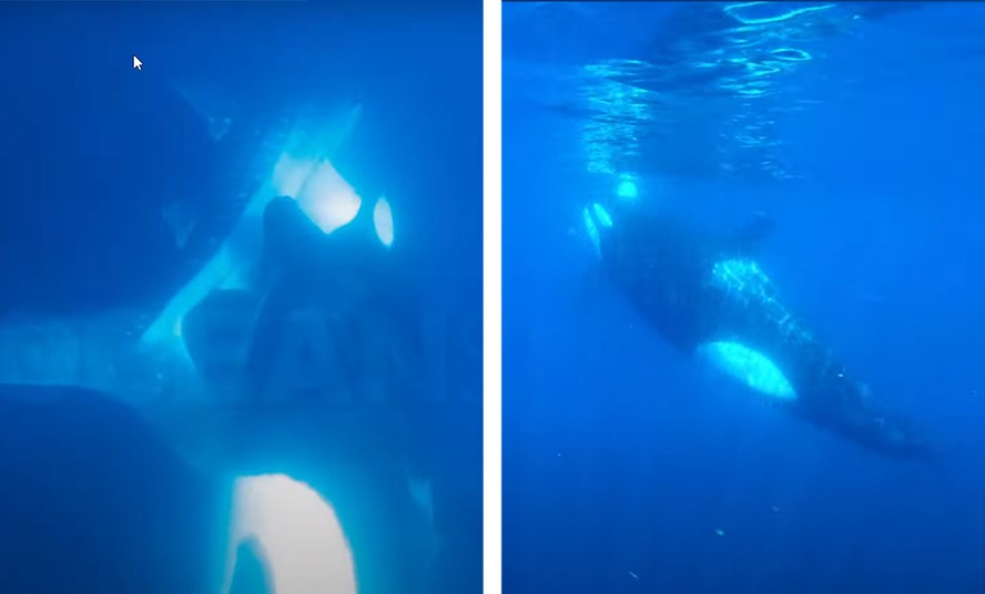 Filmagem mostra orca atacando tubarão-baleia