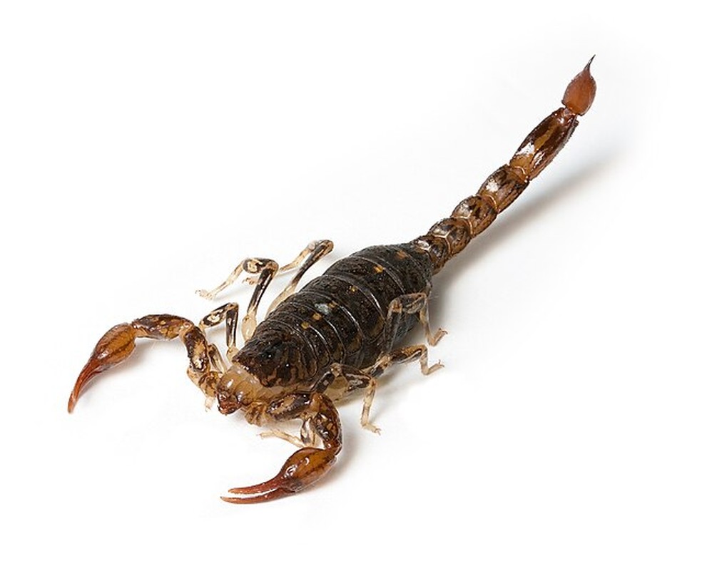 Escorpião: o aracnídeo está na lista de animais que praticam o canibalismo sexual — Foto: Wikimedia Commons
