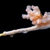 Novo tipo incrível de coral é encontrado no fundo do oceano; veja vídeo