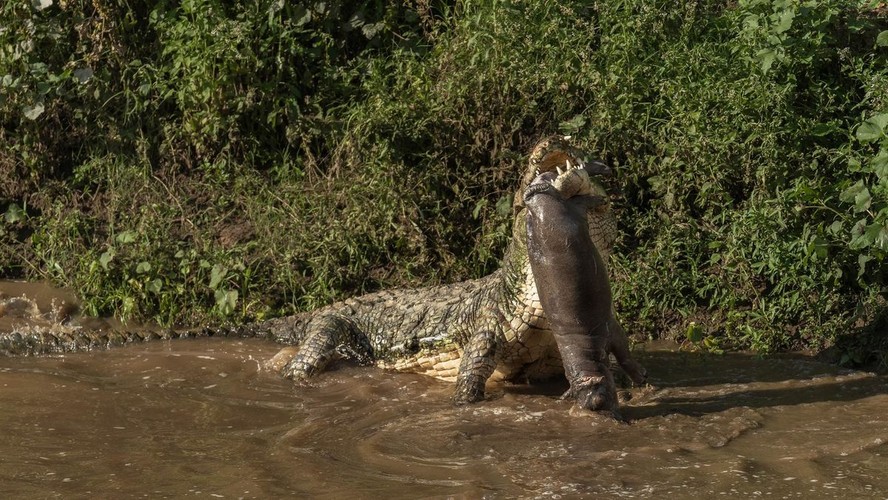 Crocodilo-do-nilo filmado com o cadáver de um filhote de hipopótamo no rio Mara, no Quênia