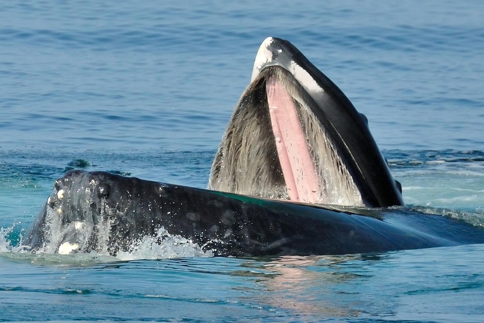 Dentro da boca de uma baleia-jubarte, podem ser vistas tanto a língua quanto as barbatanas de quitina na mandíbula superior do animal — Foto: Marco Fumasoni/Flickr