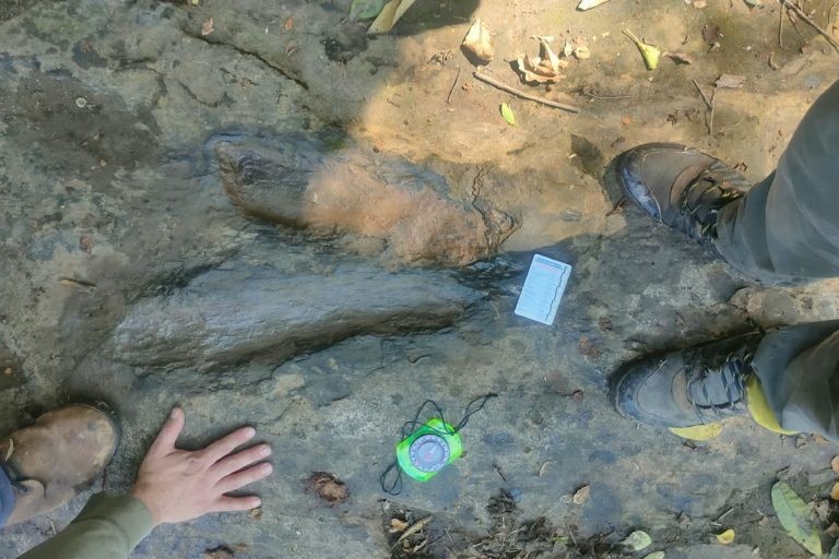 50 pegadas de dinossauro com 65 milhões de anos são achadas no México