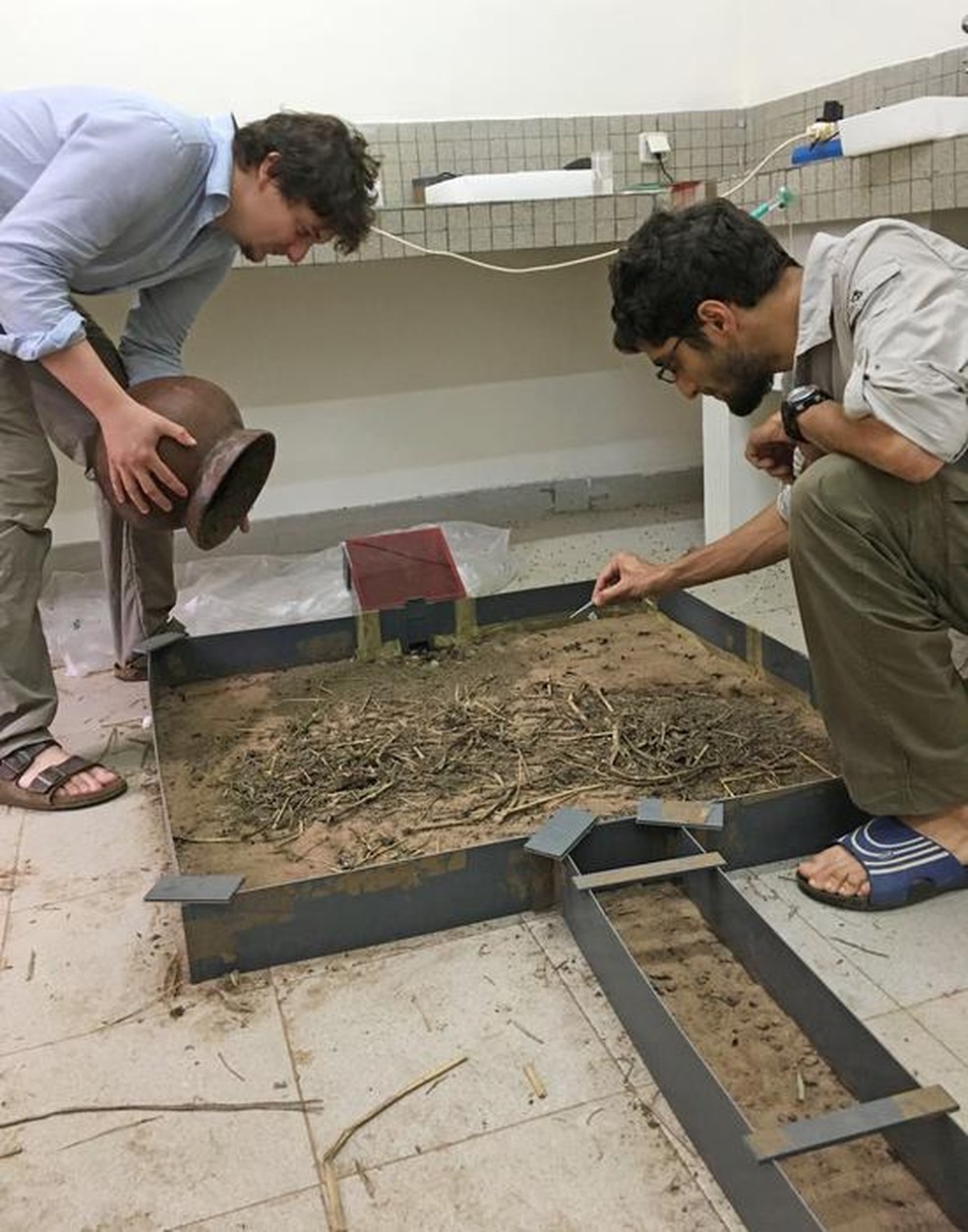 Erik Frank (à direita) e Florens Fischer (esquerda) investigando o comportamento de formigas "Megaponera analis" em ninhos artificiais de laboratório — Foto: Erik Frank / University of Wuerzburg