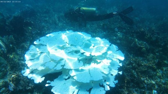 Branqueamento dos recifes de coral mostra graves mudanças na circulação oceânica