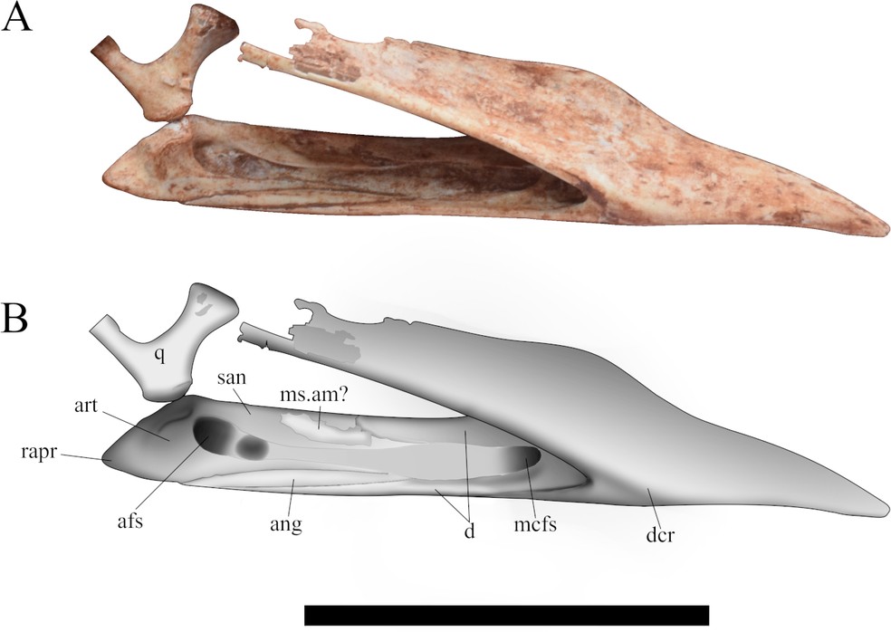 Ramo mandibular do espécime de pterossauro encontrado no Paraná  — Foto: Canejo et.al