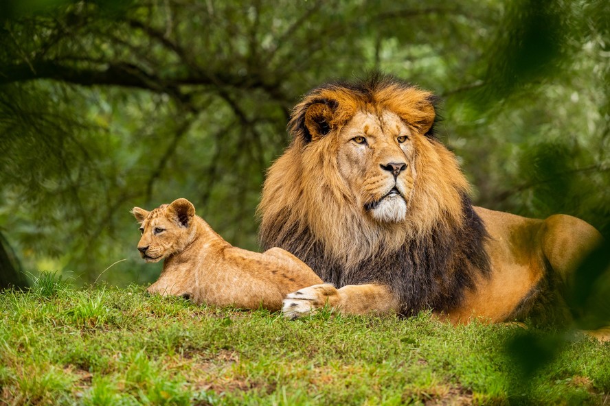 A rápida, furiosa e brutalmente curta vida de um leão africano