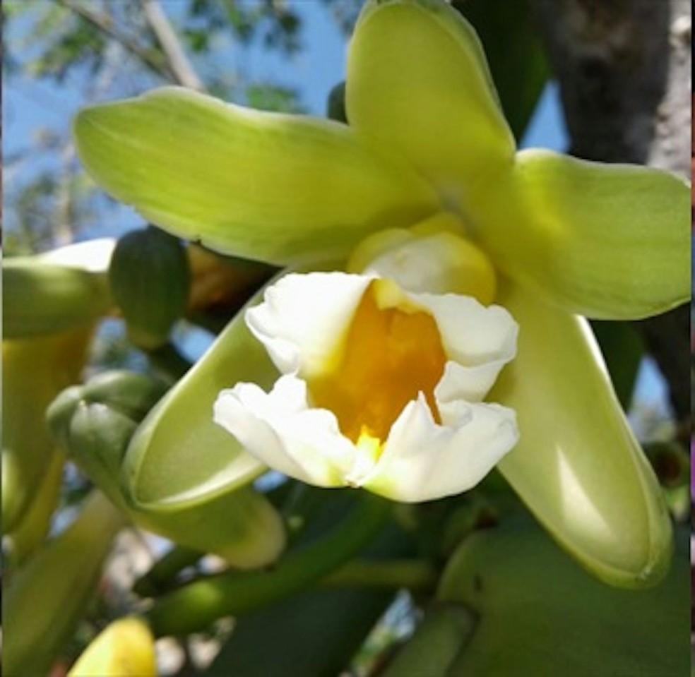 A 'Vanila Chamissonis', também encontrada no Brasil — Foto: Toxicology Report