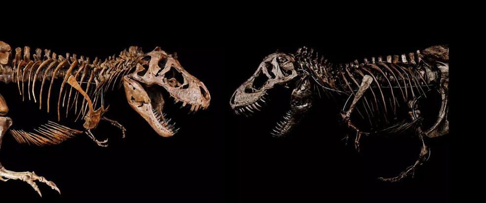 Barbara (à esquerda) ao lado do esqueleto do T.rex Peter  — Foto: Auckland Museum