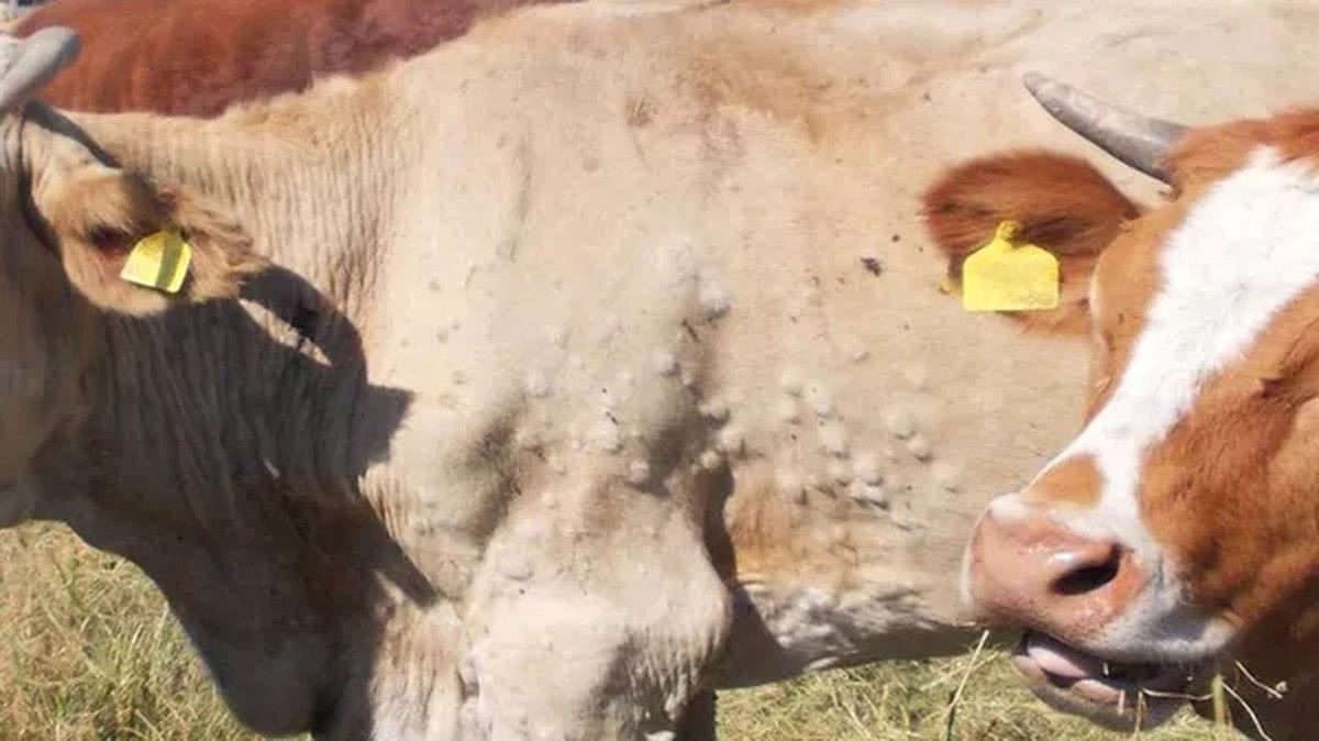 Como é a doença que está obrigando a Espanha a sacrificar parte do seu rebanho bovino