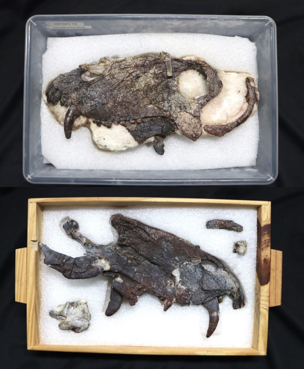 Crânio de um espécime de Pampaphoneus biccai — Foto: Felipe Pinheiro