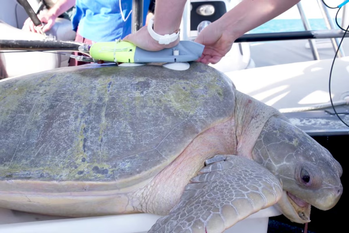 Vídeo mostra ponto de vista de tartaruga nadando em oceano; assista